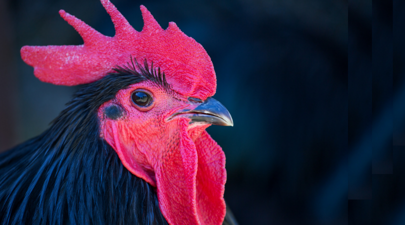 Cheeky Chickens Australorp Australia