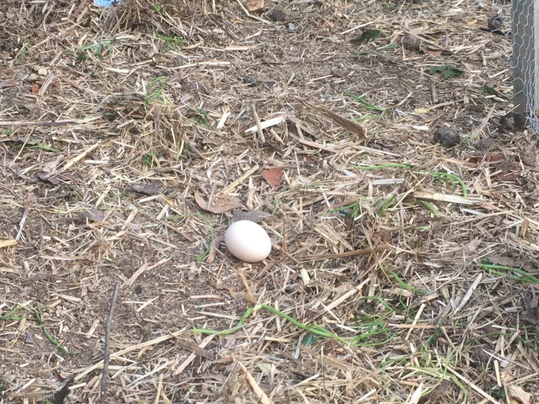Egg on the grass