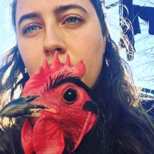 cheeky chickens Founder moderator Australorp feeder