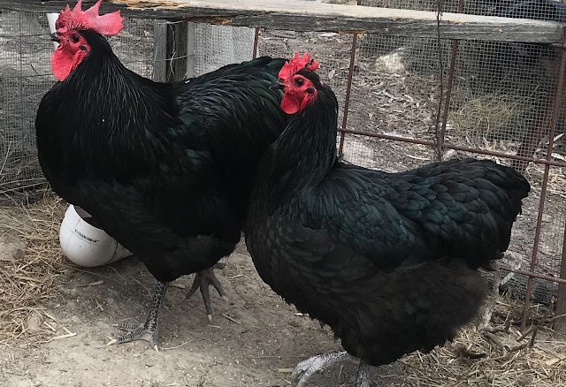 Cheeky Chickens Breeding pair