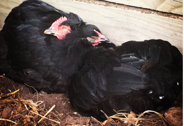 roo and chicken dust bathing