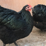 Australorp Chicken