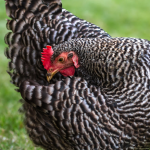 Plymouth Rock chicken