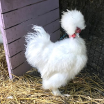 white silkie chicken