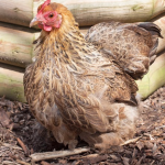 pekin chicken