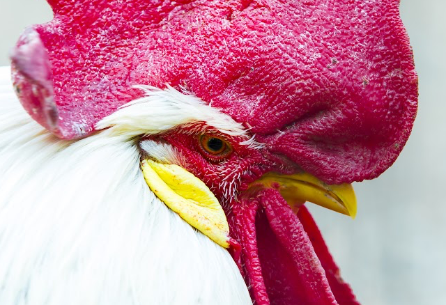 Rooster Face