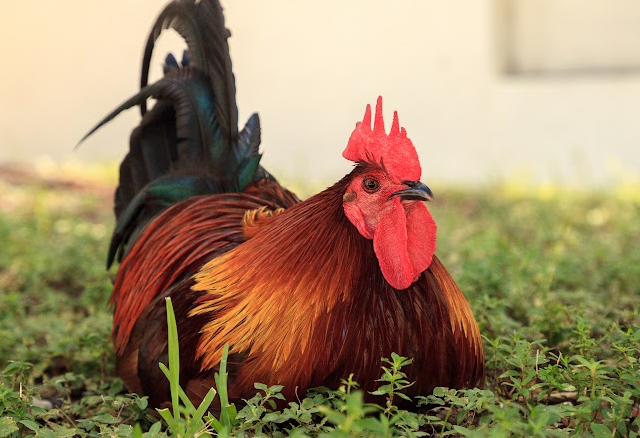 rooster on grass what to do with a rooster